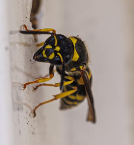 Réf. 342 200 : Ancistrocerus nigricornis